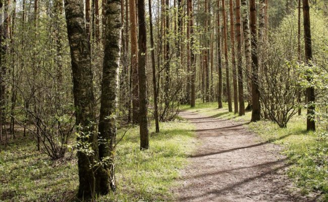 Запрет на посещение лесов ввели в 18-ти районах Беларуси