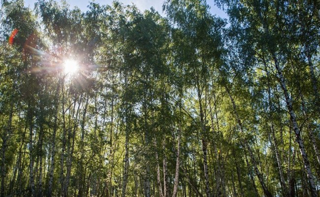 Запрет на посещение лесов действует в 24 районах Беларуси