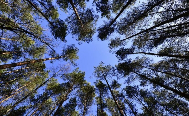 Запрет на посещение лесов введен в 36 районах Беларуси