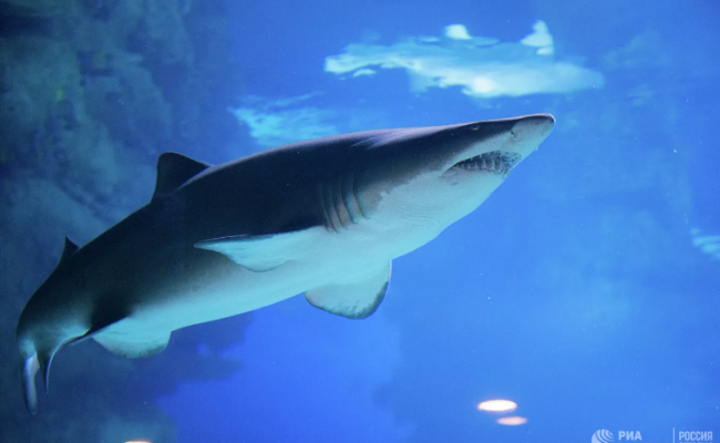 В Австралии подросток погиб из-за акулы