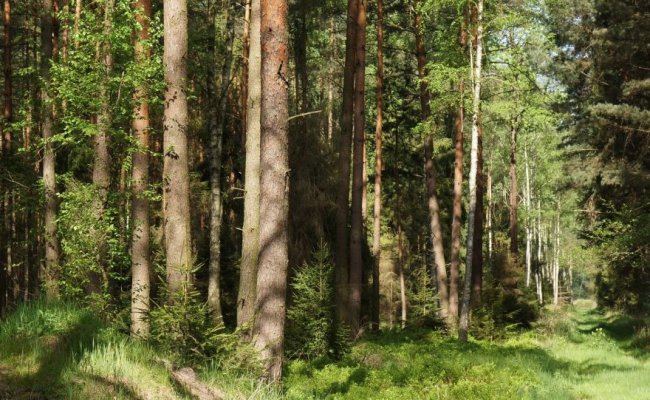 В трех областях Беларуси действуют ограничения на посещение лесов