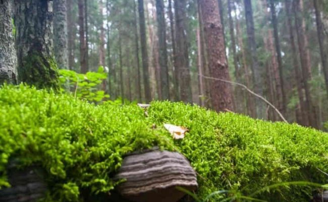 Запрет на посещение лесов действует в 37 районах Беларуси