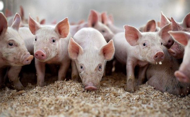 Беларусь временно запретила ввозить свинину из двух областей России из-за АЧС