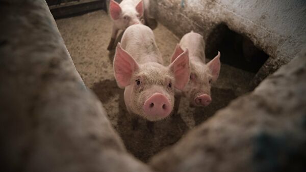 Беларусь временно приостановила ввоз свинины из Танзании