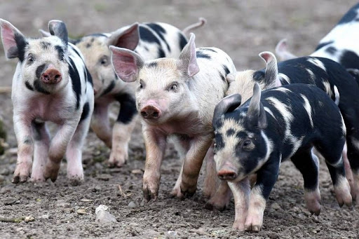 Беларусь ограничила поставки свинины из Китая из-за АЧС