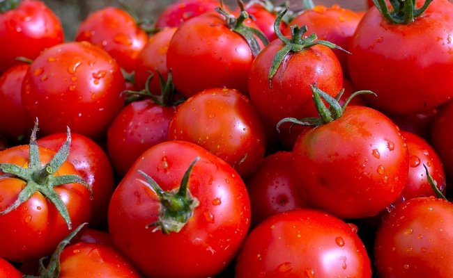 Россия вернула Беларуси 117 тонн зараженных томатов