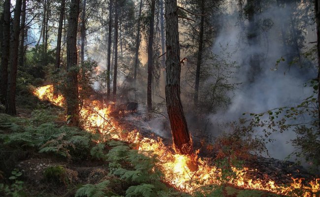 В Болгарии из-за жары начались масштабные пожары