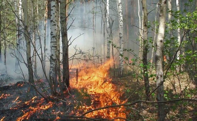 За сутки в Беларуси ликвидировали четыре лесных пожара