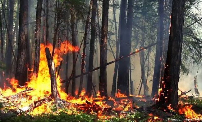 За сутки сотрудники МЧС потушили два лесных пожара в Гомельской области