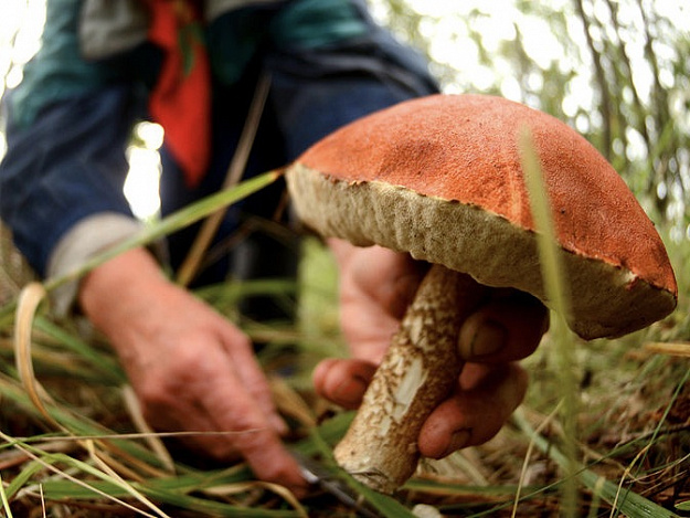 В Беларуси зафиксировали 12 случаев отравления грибами