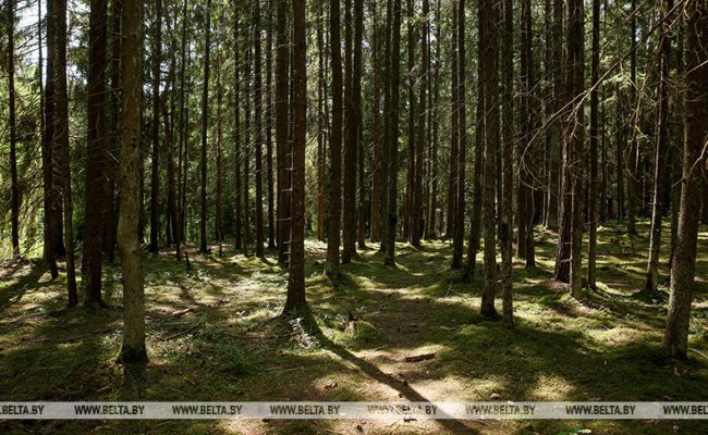 Гродненский лесхоз приглашает волонтеров поучаствовать в уборке лесов