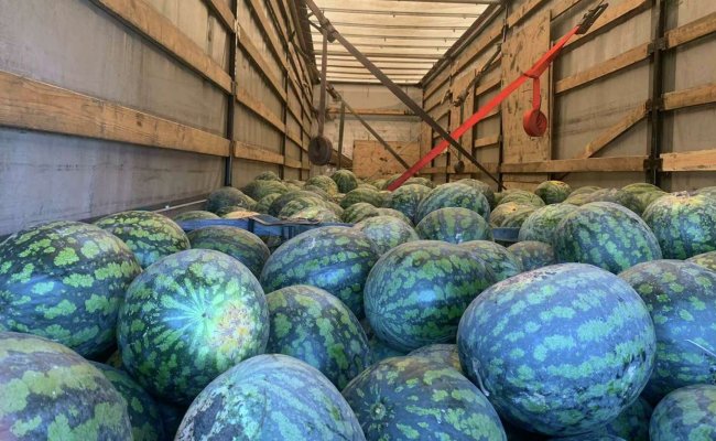 В Беларуси пресекли попытку незаконного ввоза арбузов