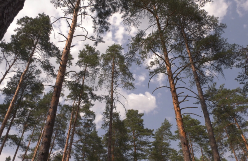 Посещение лесов в Беларуси все так же ограничено в 5 районах