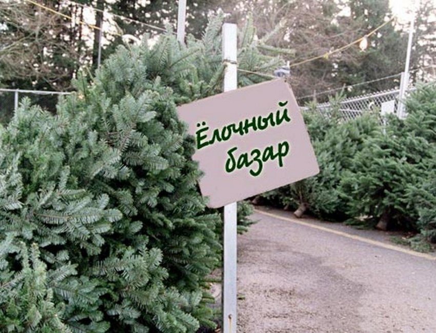 Елочные базары начнут работать в Беларуси с 18 декабря