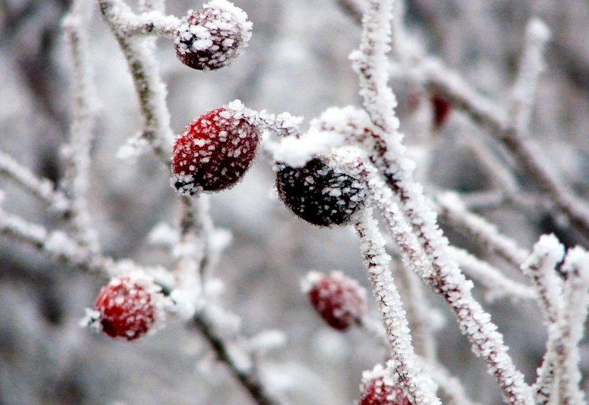 До 17 градусов мороза ожидается в Беларуси 29 декабря