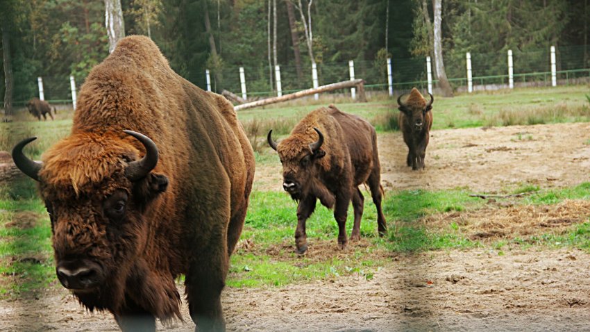 WWF: Проволока на белорусско-польской границе нанесет вред дикой природе Беловежской пущи