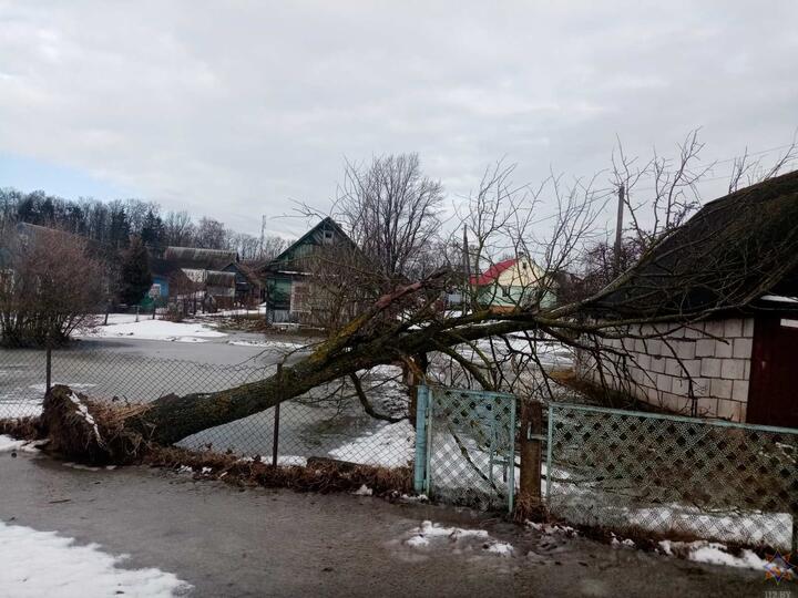 Поваленные деревья и сорванные крыши: последствия непогоды в Беларуси