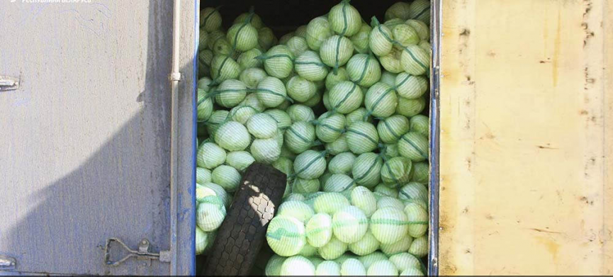 В Могилеве запретили вывоз из Беларуси 25 тонн капусты без документов