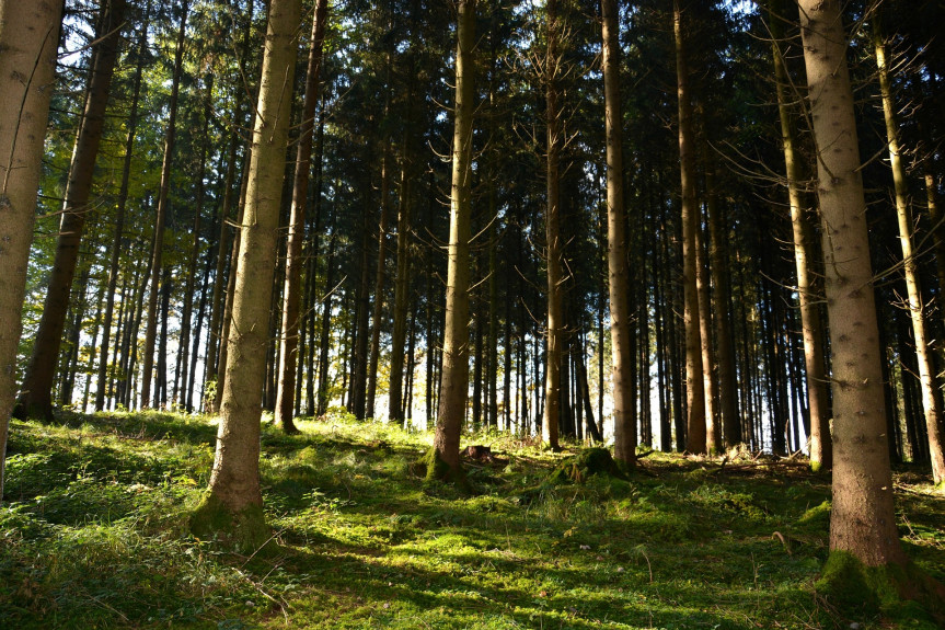 Запреты на посещение лесов ввели в 20 районах Беларуси
